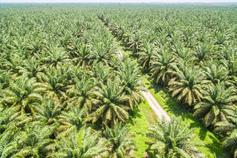 Palm Plantation 09