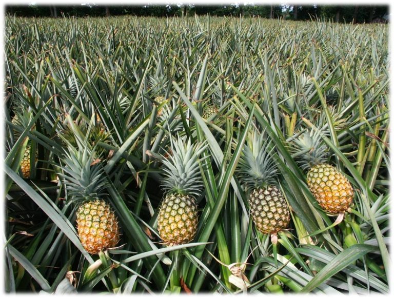 Pineapple Plantation 001