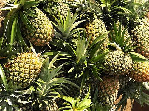 Pineapple Plantation 002