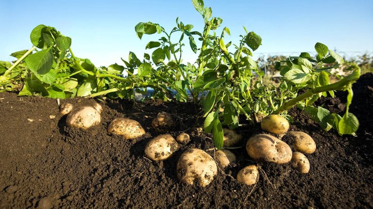 Potatoes Farming