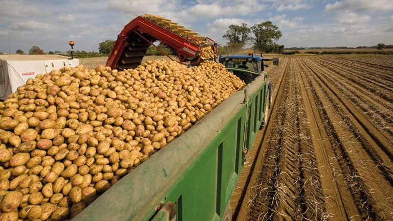 Potatoes Farming 002